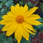 Mexican Sunflower