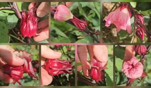 Roselle Collage